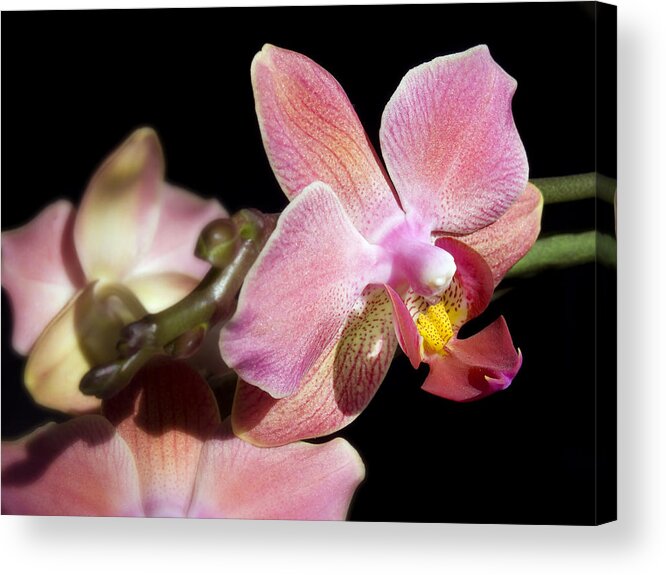 Orchid Acrylic Print featuring the photograph Orchid by Meir Ezrachi