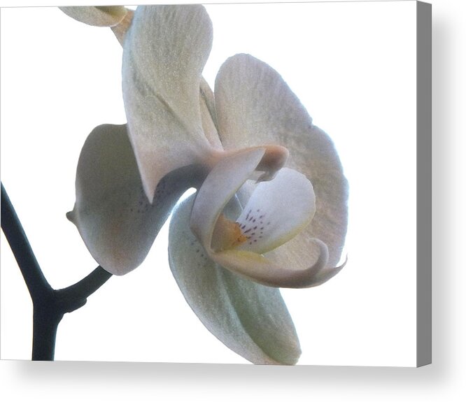 Flowers Acrylic Print featuring the photograph Orchids 1 by Mike McGlothlen