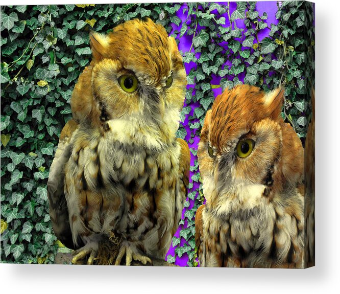 Allegory Acrylic Print featuring the photograph Owl Look by Lynda Lehmann