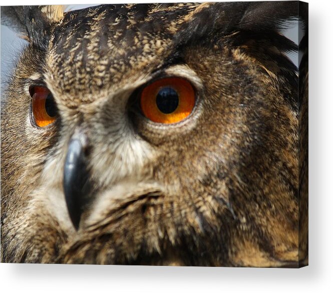 Owl Acrylic Print featuring the photograph Owl Up Close by Paulette Thomas