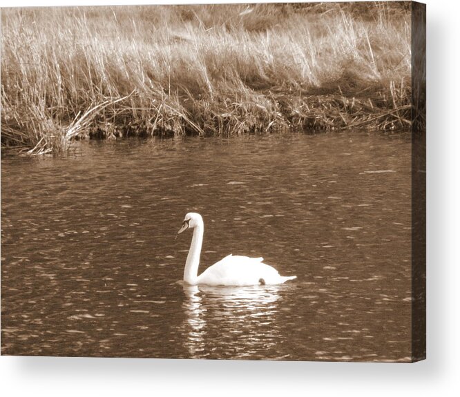 Swan Acrylic Print featuring the photograph Papa Swan by Kim Galluzzo