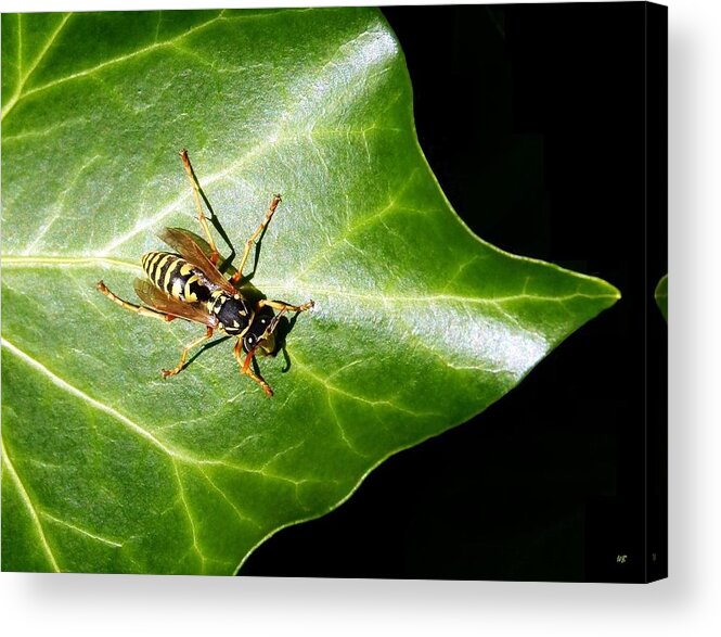 Paper Wasp Acrylic Print featuring the photograph Paper Wasp On Ivy Leaf by Will Borden
