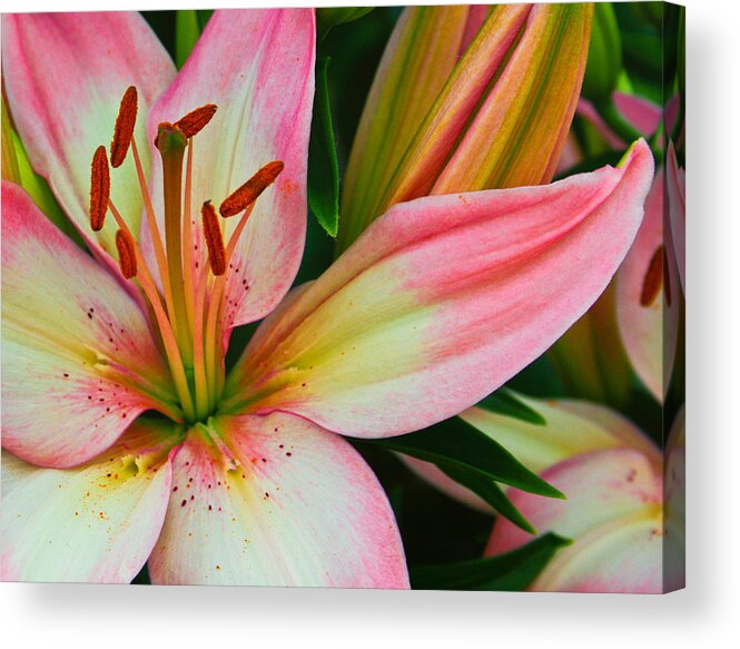Floral Acrylic Print featuring the photograph Pastel Pretty by Lynne Jenkins