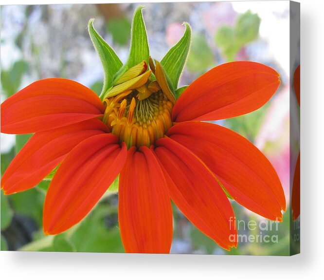 Flower Acrylic Print featuring the photograph Peculiarity Photography by Holy Hands