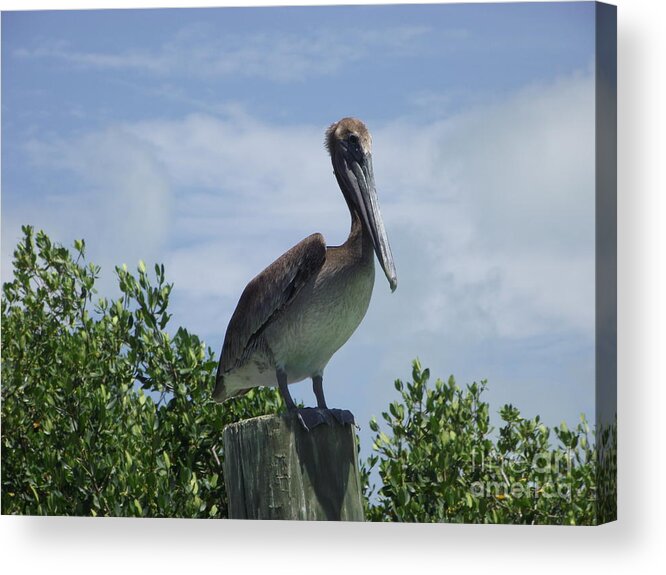 Florida Key Pelican Acrylic Print featuring the photograph Perched Pelican by Michelle Welles