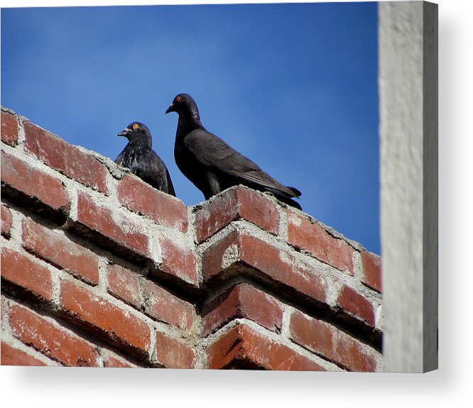 Pigeons Acrylic Print featuring the photograph Pigeons on Bricks by Helaine Cummins