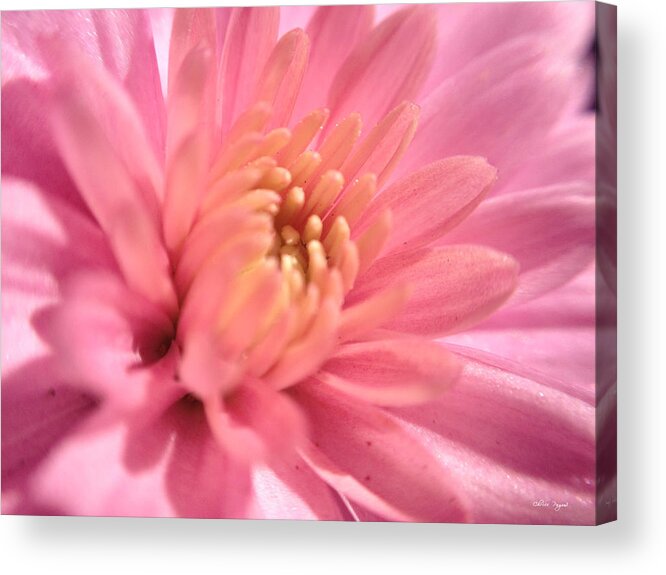Macro Acrylic Print featuring the photograph Pink Bloom by Chriss Pagani