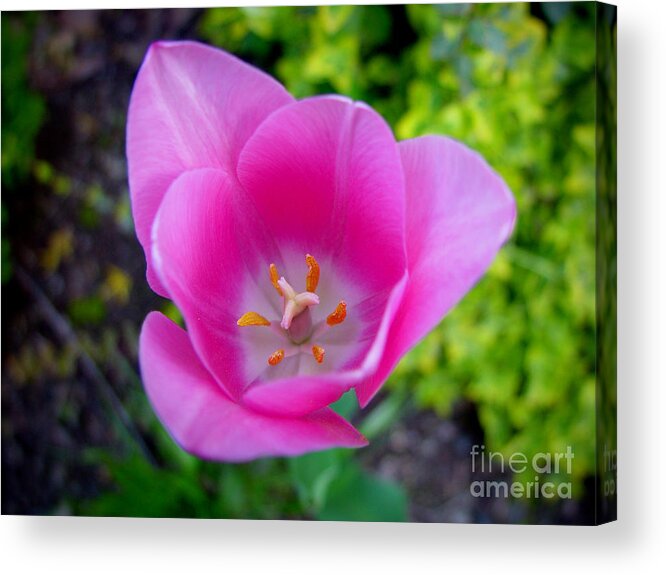Pink Acrylic Print featuring the photograph Pink Feathers by Thanh Tran