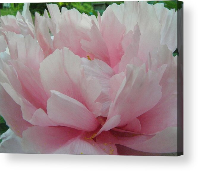 Pink Acrylic Print featuring the photograph Pink Peony by Kim Galluzzo