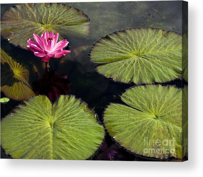 Water Llilies Acrylic Print featuring the photograph Pink Water Lily I by Heiko Koehrer-Wagner