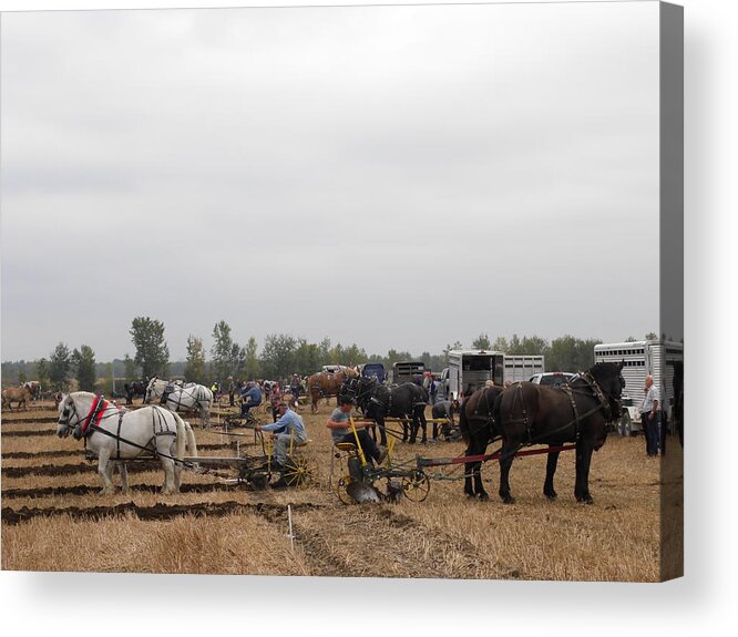 Percheron Acrylic Print featuring the photograph Plowing Frenzy by Peggy McDonald