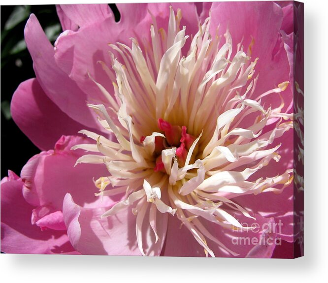 Flower Acrylic Print featuring the photograph Pomfret Peony by Lili Feinstein