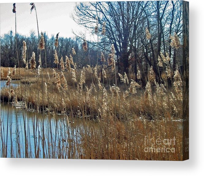 Landscape Acrylic Print featuring the photograph Pond and Grasses by Louise Peardon