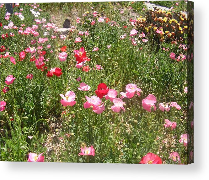 Poppies Acrylic Print featuring the photograph Poppies by Jayne Kerr 