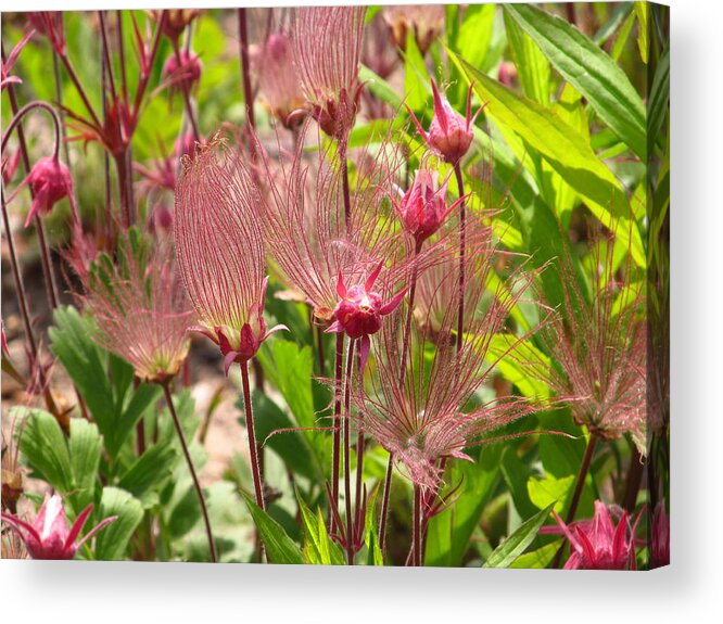 Seed Acrylic Print featuring the photograph Prairie smoke by Alfred Ng