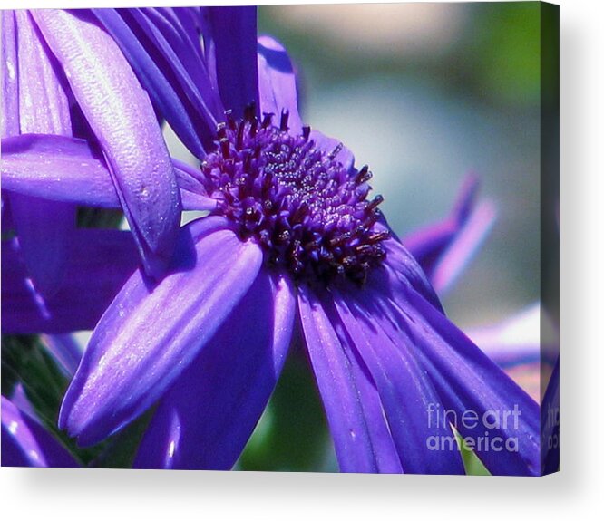 Pericallis Acrylic Print featuring the photograph Pretty in Pericallis by Rory Siegel