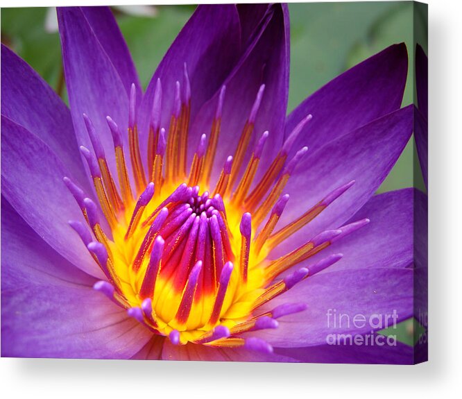 Flower Acrylic Print featuring the photograph Purple Delight by Stacy Michelle Smith