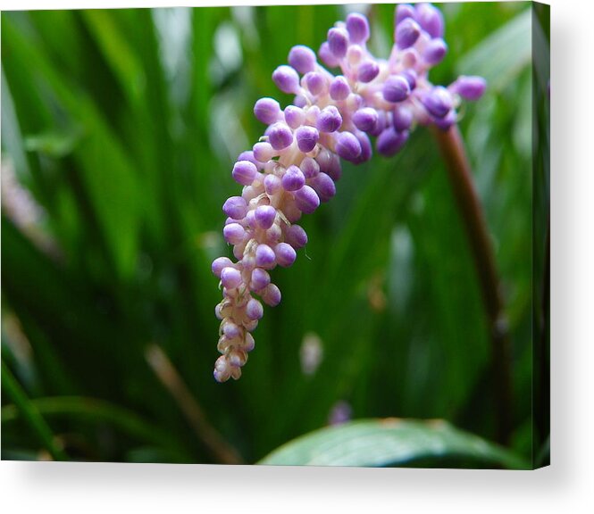 Purple Acrylic Print featuring the photograph Purple paradise by Chad and Stacey Hall