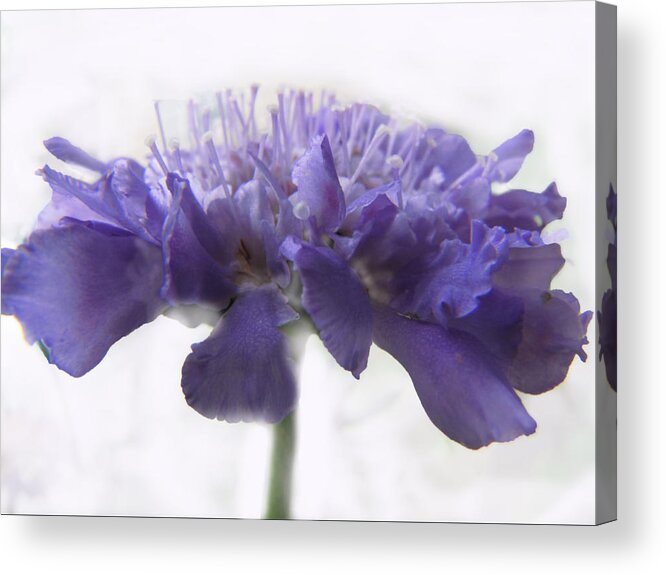  Acrylic Print featuring the photograph Purple Pincushin by Debbie Portwood