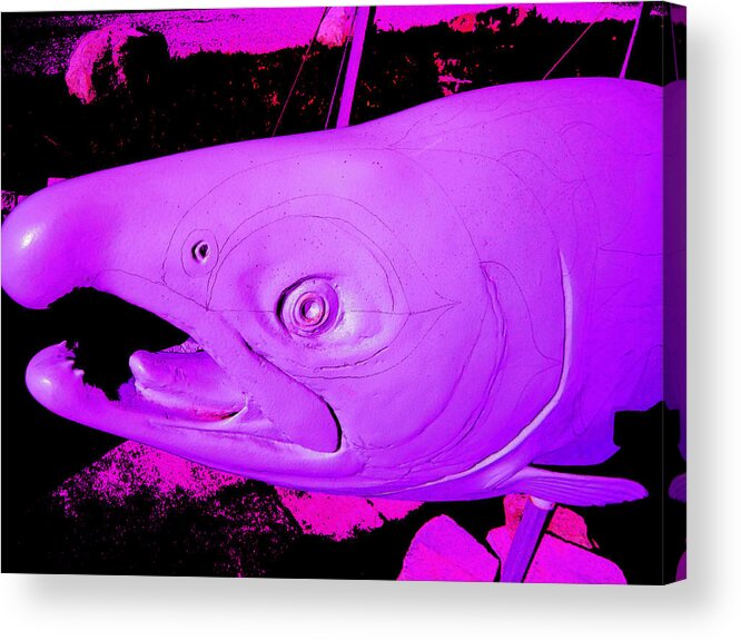 Salmon Acrylic Print featuring the photograph Purple Salmon by Kym Backland