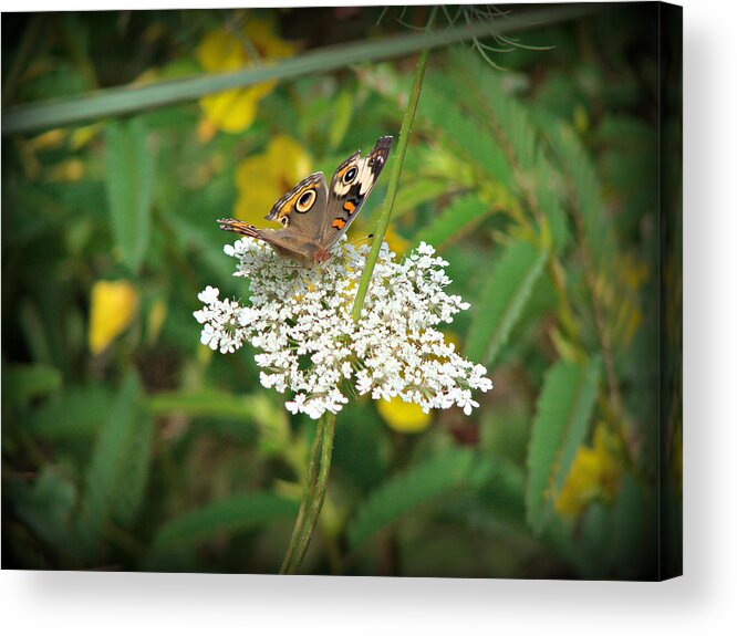 Flower Acrylic Print featuring the photograph Queen's Buckeye by Dark Whimsy