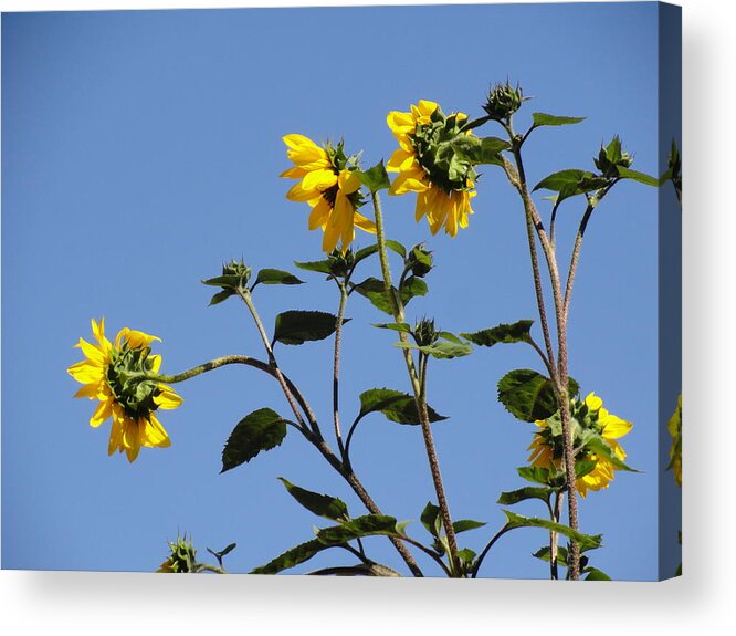 Sunflower Acrylic Print featuring the photograph Quicksilver Sun by Shannon Grissom