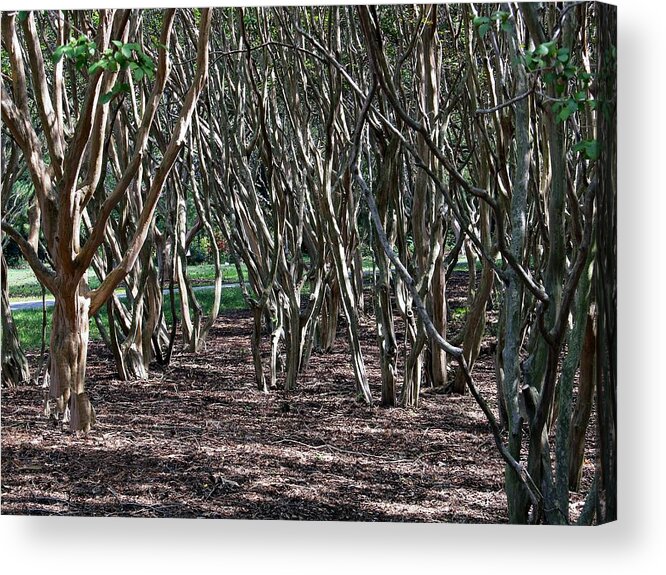 Trees Acrylic Print featuring the photograph Quirky Trees by Louise Mingua