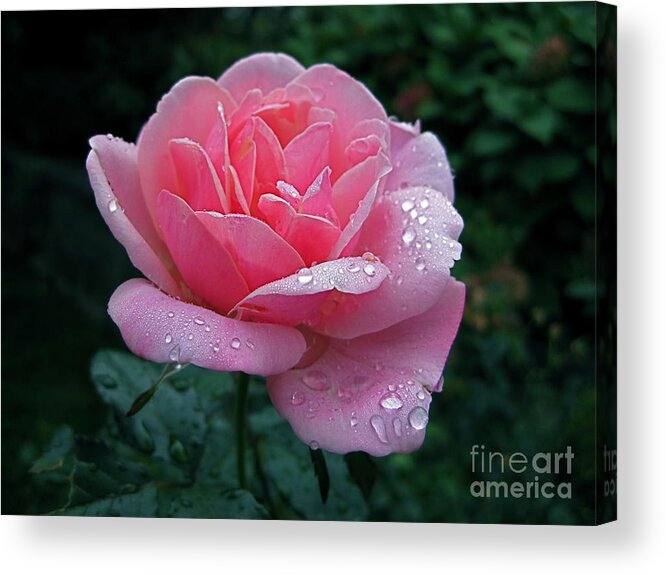 Rose Acrylic Print featuring the photograph Rain Sprinkled Rose by Byron Varvarigos