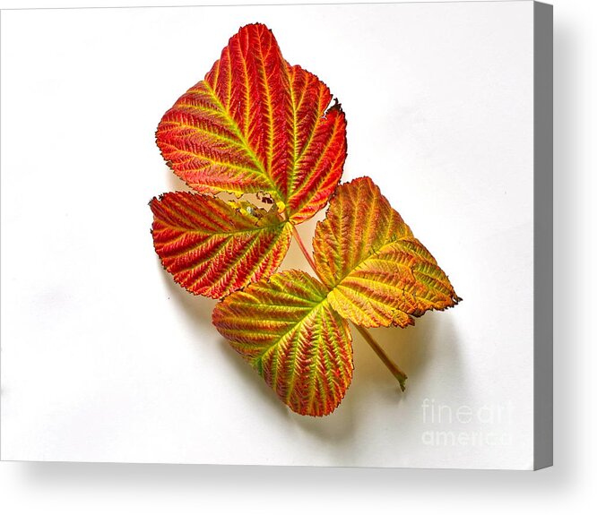 Photography Acrylic Print featuring the photograph Raspberry Leaves in Autumn by Sean Griffin