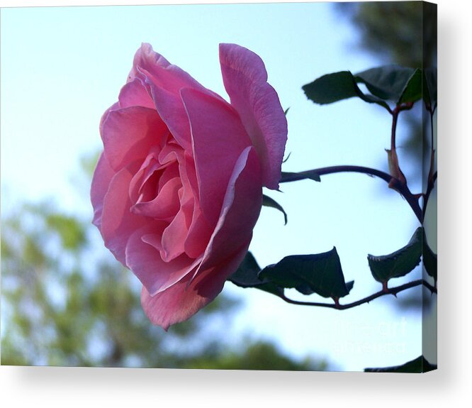 Pink Rose Acrylic Print featuring the photograph Reaching for Sunlight by Kathy White