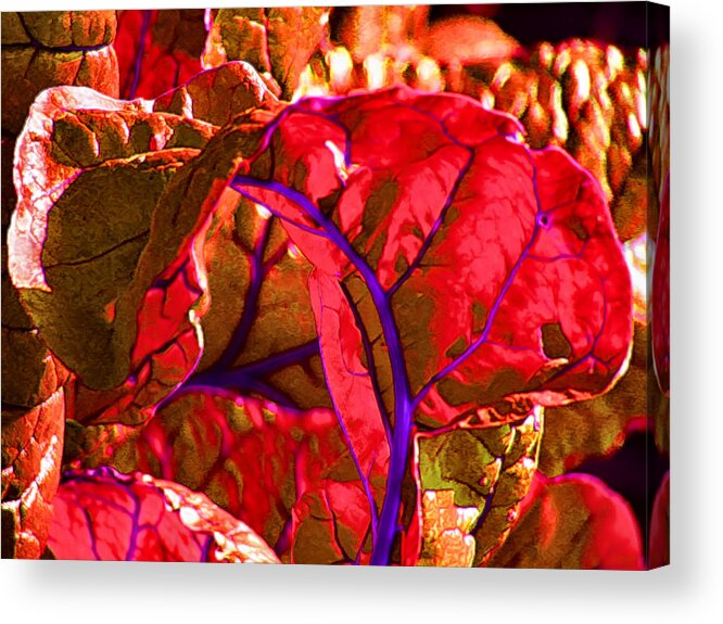 Chard Acrylic Print featuring the photograph Red Chard by Rory Siegel