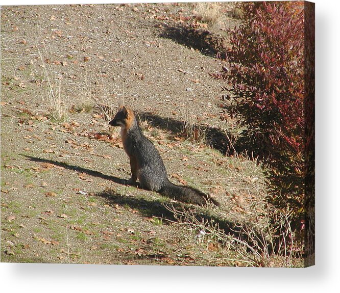 Acrylic Print featuring the photograph Red Fox Sitting by William McCoy