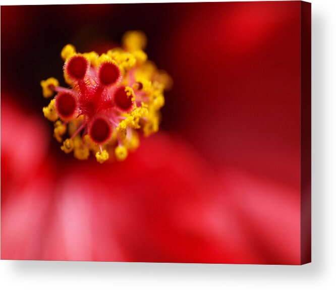 Red Photographs Acrylic Print featuring the photograph Red Hibiscus by Meir Ezrachi