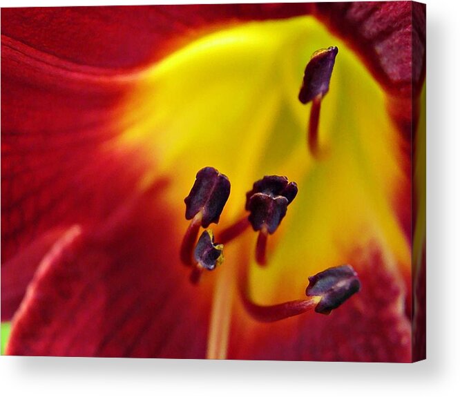 Red Lily Center 5 Acrylic Print featuring the photograph Red Lily Center 5 by Sarah Loft