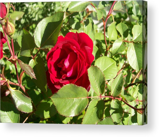 Rose Acrylic Print featuring the photograph Red Rose by Corinne Elizabeth Cowherd