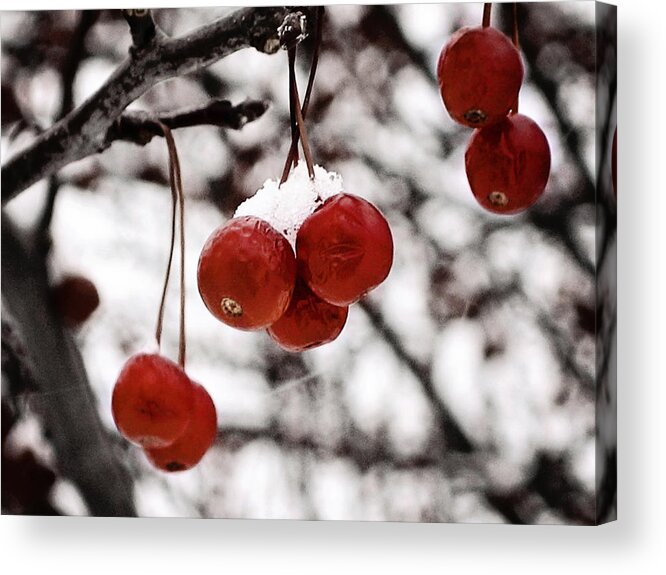 Red Acrylic Print featuring the photograph Red Winter Berries by Laura Kinker