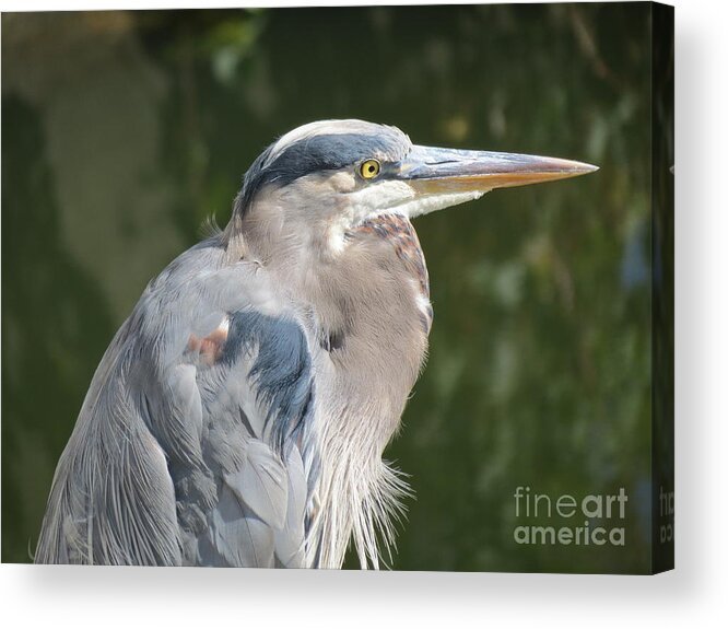 Wildlife Acrylic Print featuring the photograph Regal Heron by Gayle Swigart
