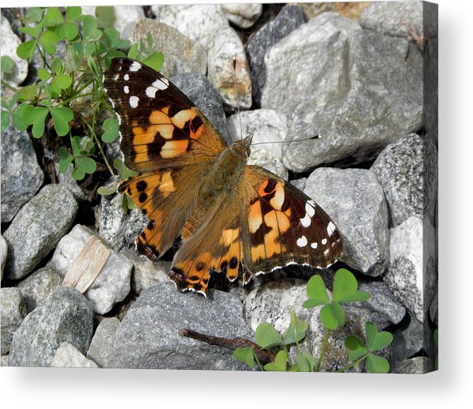 Butterfly Acrylic Print featuring the photograph Resting On Rocky Clovers by Kim Galluzzo