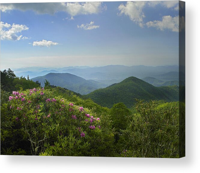 00176868 Acrylic Print featuring the photograph Rhododendron Tree Flowering At Craggy by Tim Fitzharris