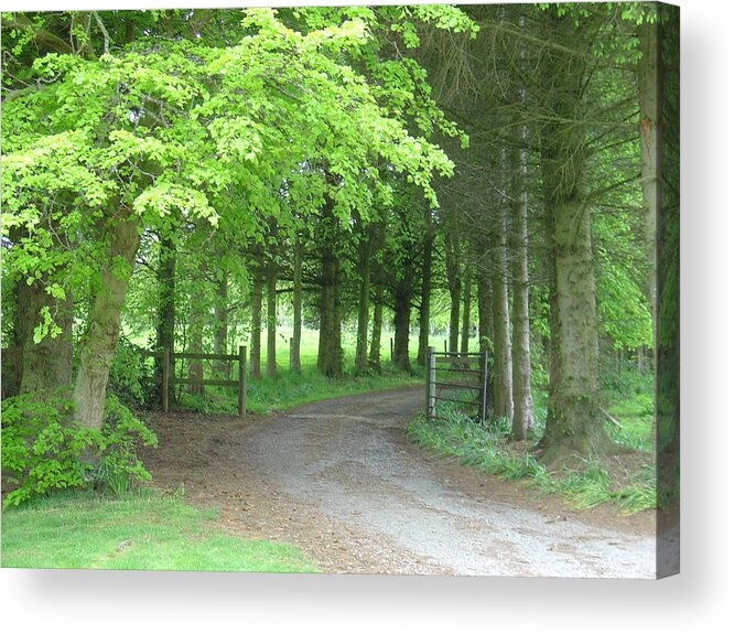 Woods Acrylic Print featuring the photograph Road into the Woods by Charles and Melisa Morrison