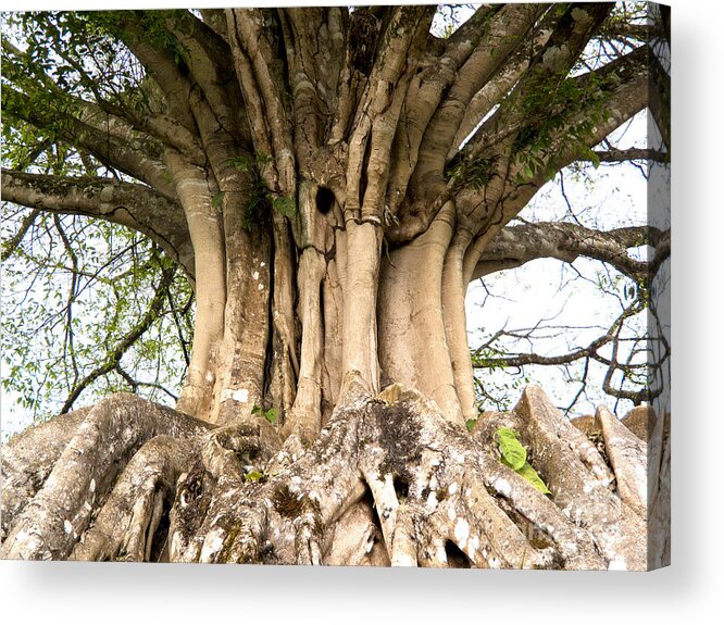 Roots Acrylic Print featuring the photograph Roots by Heiko Koehrer-Wagner