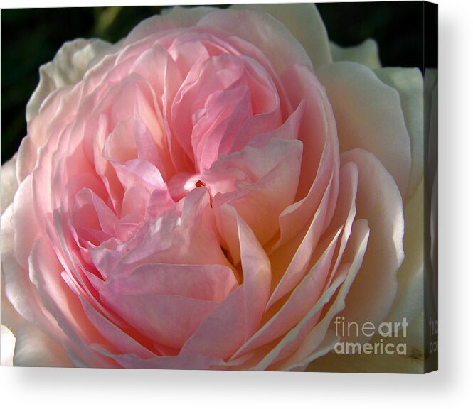 Rose Acrylic Print featuring the photograph Rose anglaise by Sylvie Leandre