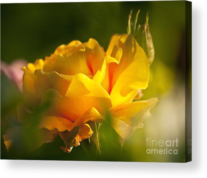 Rose Acrylic Print featuring the photograph Rose Blossom by Heiko Koehrer-Wagner
