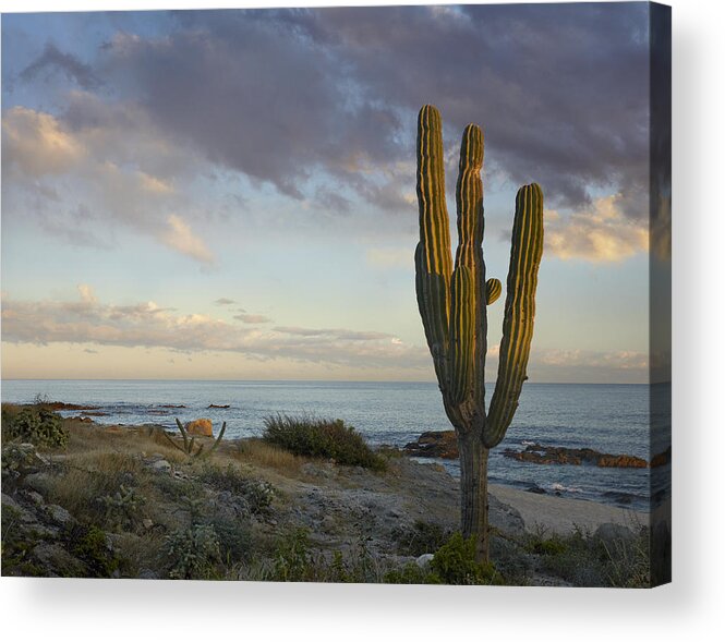 Mp Acrylic Print featuring the photograph Saguaro Carnegiea Gigantea Cactus by Tim Fitzharris