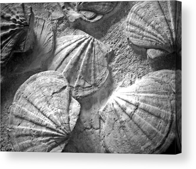 Composition Acrylic Print featuring the photograph Scallops ... by Juergen Weiss