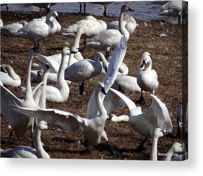 Tundra Acrylic Print featuring the mixed media Schoolyard Scrap by Bruce Ritchie
