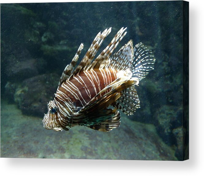 Scorpion Acrylic Print featuring the photograph Scorpion Fish by Richard Reeve