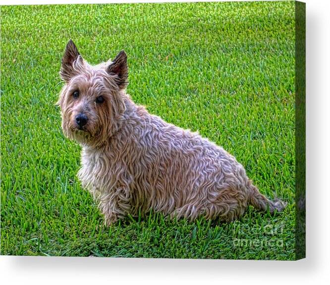 Dog Acrylic Print featuring the photograph Scruffy by Nora Martinez