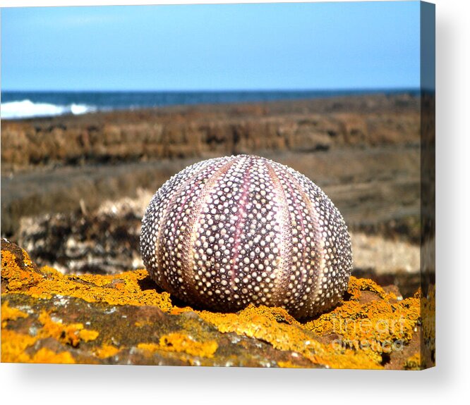 Nature Acrylic Print featuring the photograph Sea Urchin Dunbar by Yvonne Johnstone