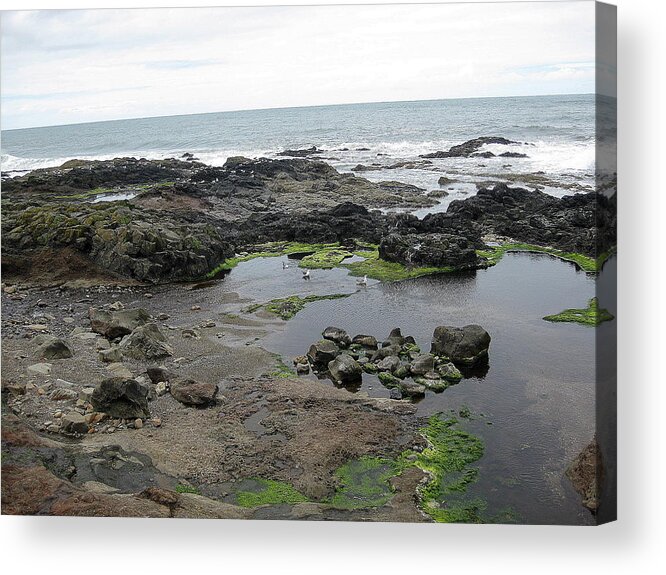 Ocean Acrylic Print featuring the photograph Seagull Resort by Linda Hutchins